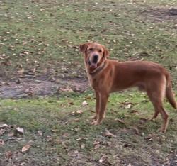 Found/Stray Male Dog last seen Parklane road, Lafayette Parish, LA 70507