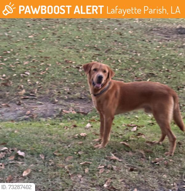 Found/Stray Male Dog last seen Parklane road, Lafayette Parish, LA 70507