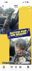 Lost Male Dog last seen West adams, Temple, TX 76502