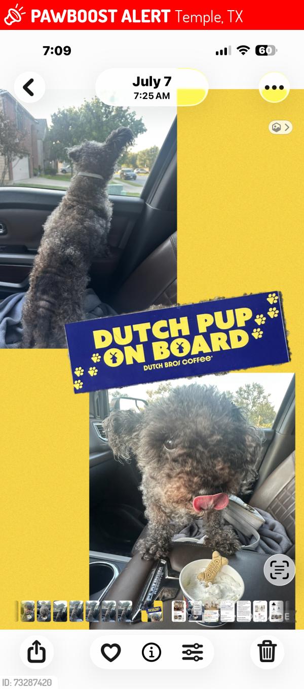 Lost Male Dog last seen West adams, Temple, TX 76502