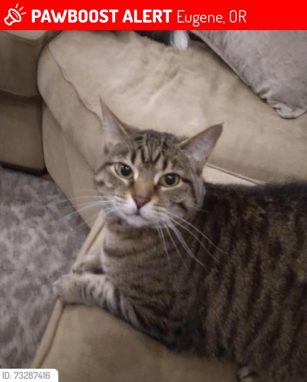 Lost Female Cat last seen Crescent Ave, Grand Cayman Dr, Eugene, OR 97408