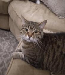 Lost Female Cat last seen Crescent Ave, Grand Cayman Dr, Eugene, OR 97408