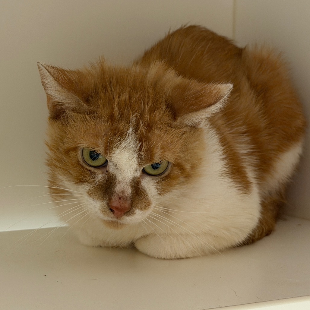 Shelter Stray Male Cat last seen , Animal Care & Control Team of Philly, 111 W Hunting Park Ave, Philadelphia, PA 19140, USA