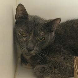 Shelter Stray Male Cat last seen , Animal Care & Control Team of Philly, 111 W Hunting Park Ave, Philadelphia, PA 19140, USA