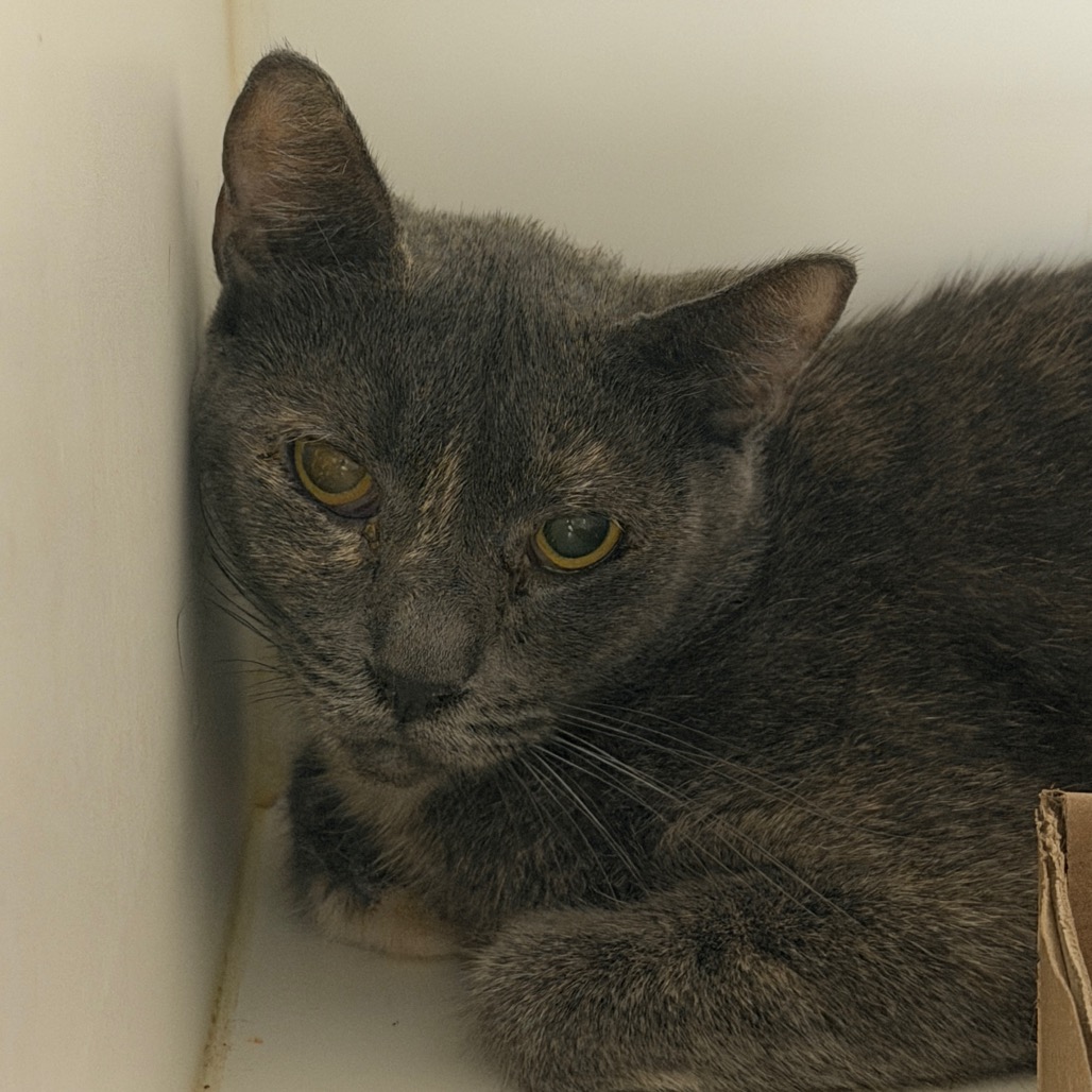 Shelter Stray Male Cat last seen , Animal Care & Control Team of Philly, 111 W Hunting Park Ave, Philadelphia, PA 19140, USA
