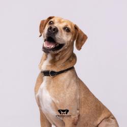 Shelter Stray Male Dog last seen , 8020 Washington St, Port Richey, FL 34668, USA