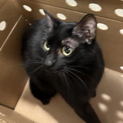 Shelter Stray Male Cat last seen , 3607 N Armenia Ave, Tampa, FL 33607, USA