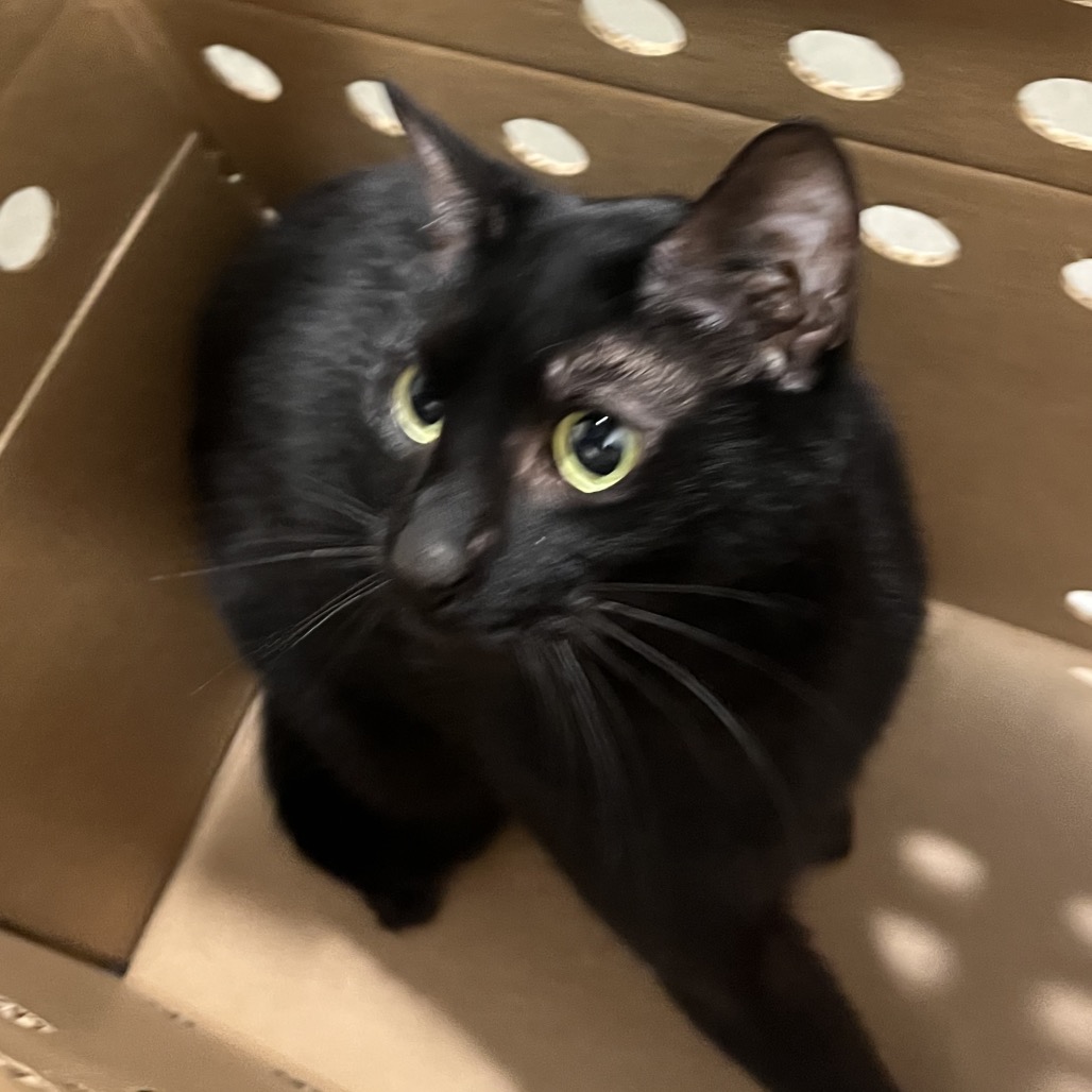 Shelter Stray Male Cat last seen , 3607 N Armenia Ave, Tampa, FL 33607, USA
