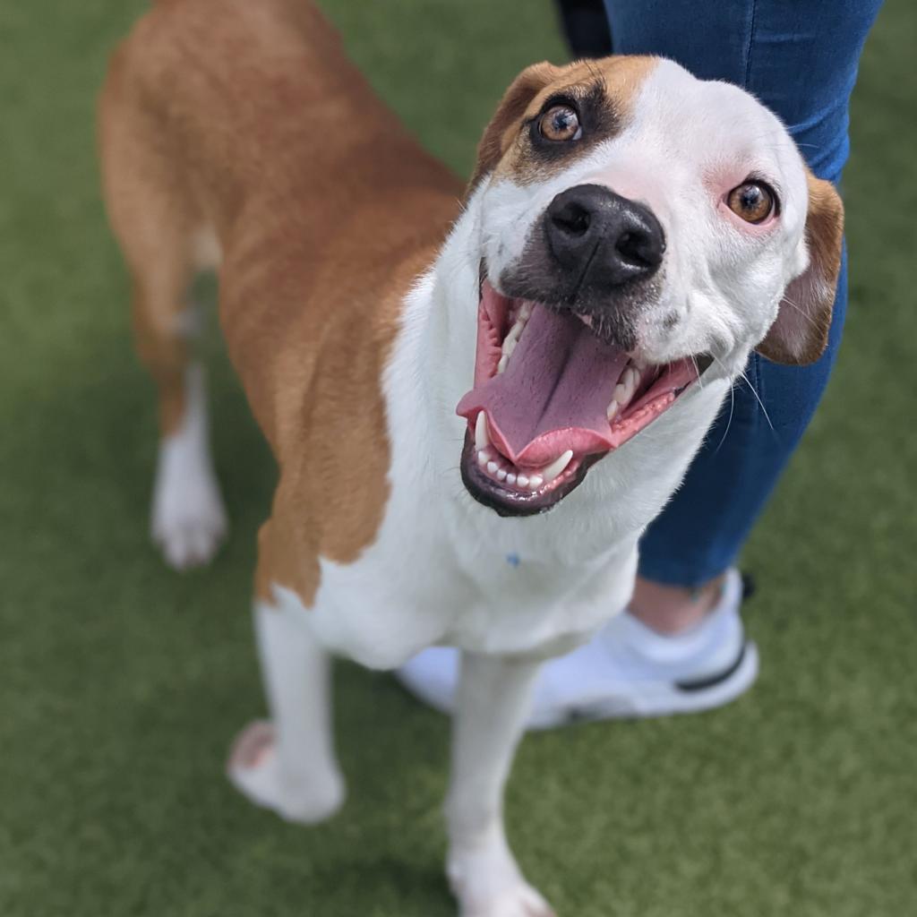 Shelter Stray Male Dog last seen , 3607 N Armenia Ave, Tampa, FL 33607, USA