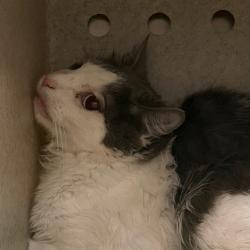 Shelter Stray Male Cat last seen , Animal Care & Control Team of Philly, 111 W Hunting Park Ave, Philadelphia, PA 19140, USA