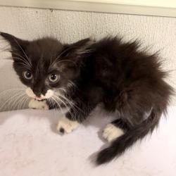 Shelter Stray Female Cat last seen , 3607 N Armenia Ave, Tampa, FL 33607, USA