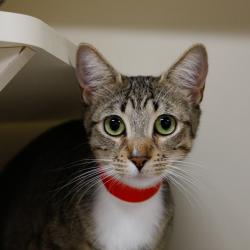 Shelter Stray Female Cat last seen , 3607 N Armenia Ave, Tampa, FL 33607, USA