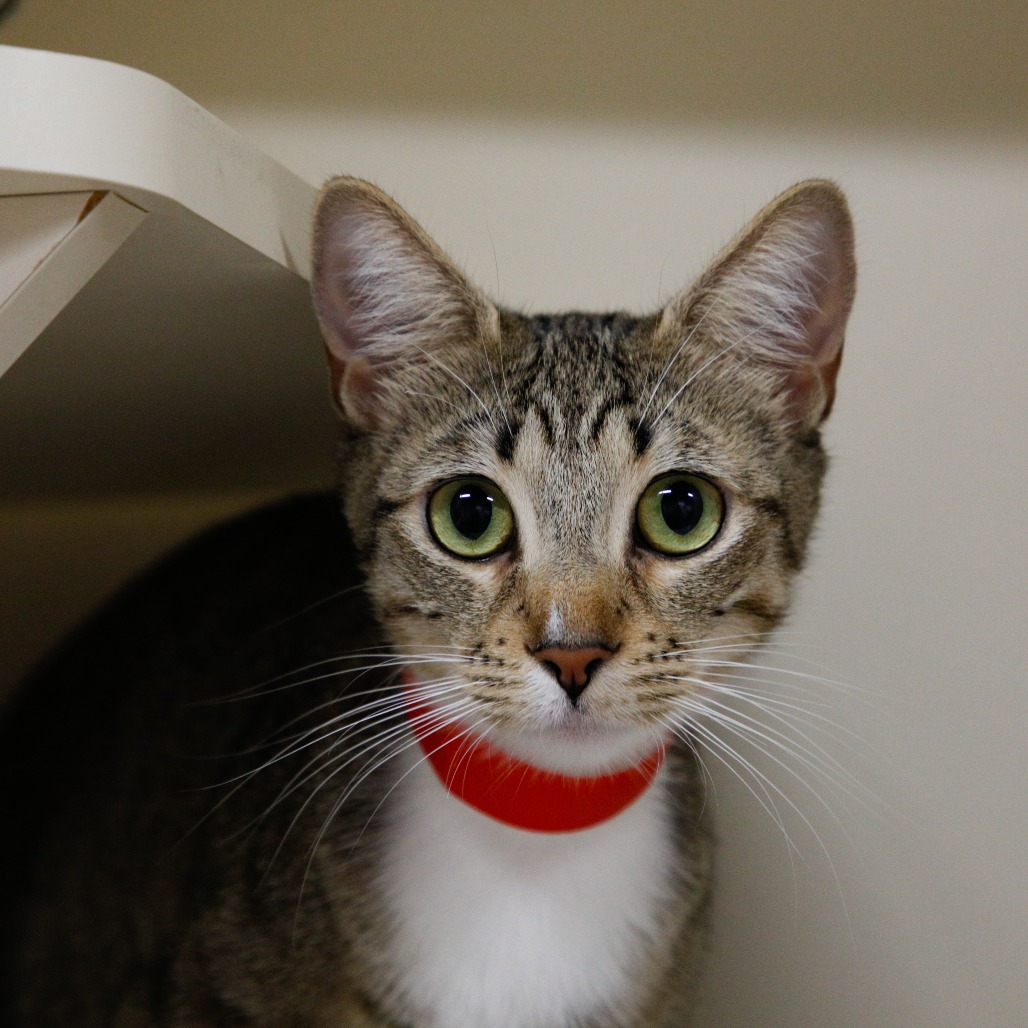 Shelter Stray Female Cat last seen , 3607 N Armenia Ave, Tampa, FL 33607, USA