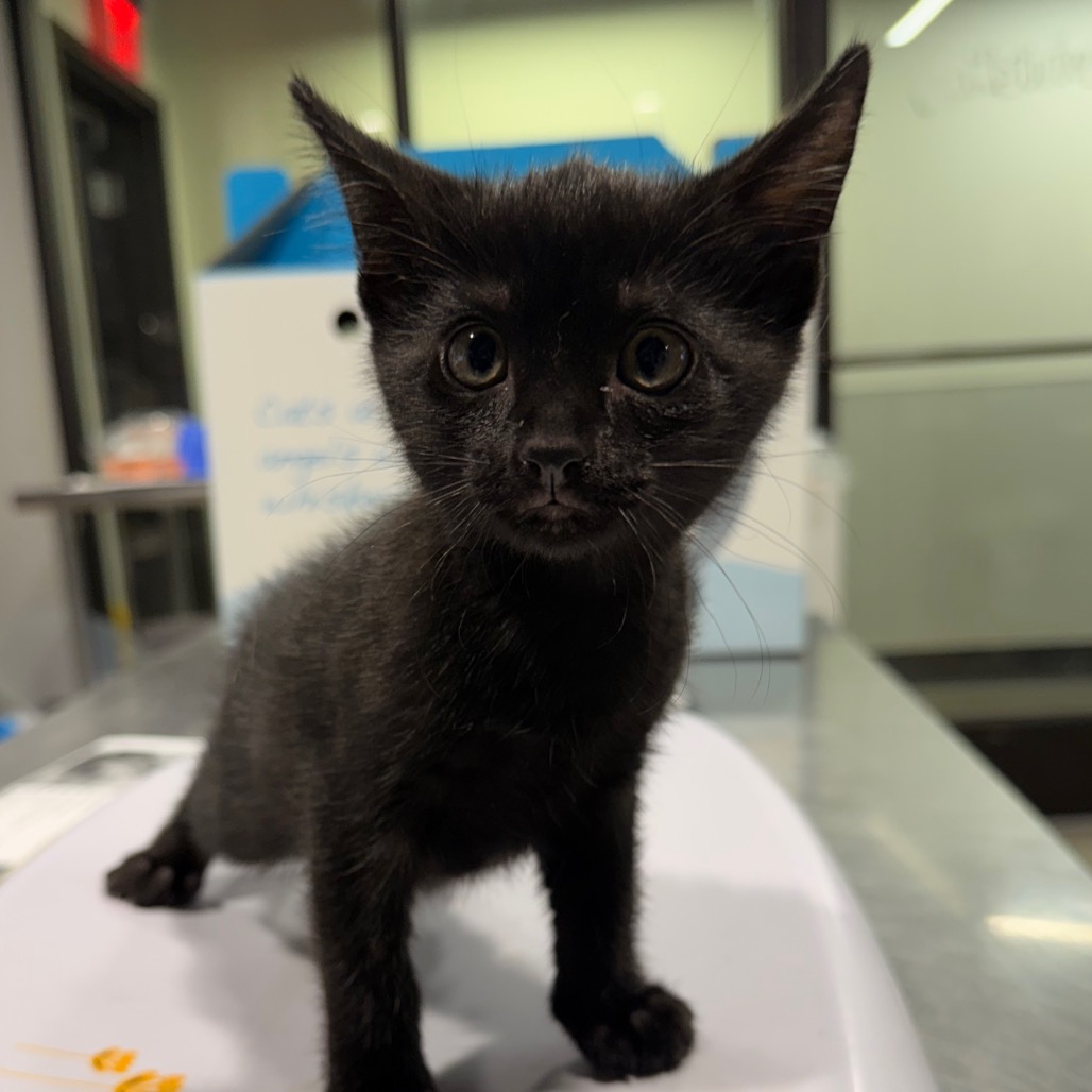 Shelter Stray Male Cat last seen , 3607 N Armenia Ave, Tampa, FL 33607, USA