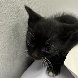 Shelter Stray Female Cat last seen , 3607 N Armenia Ave, Tampa, FL 33607, USA