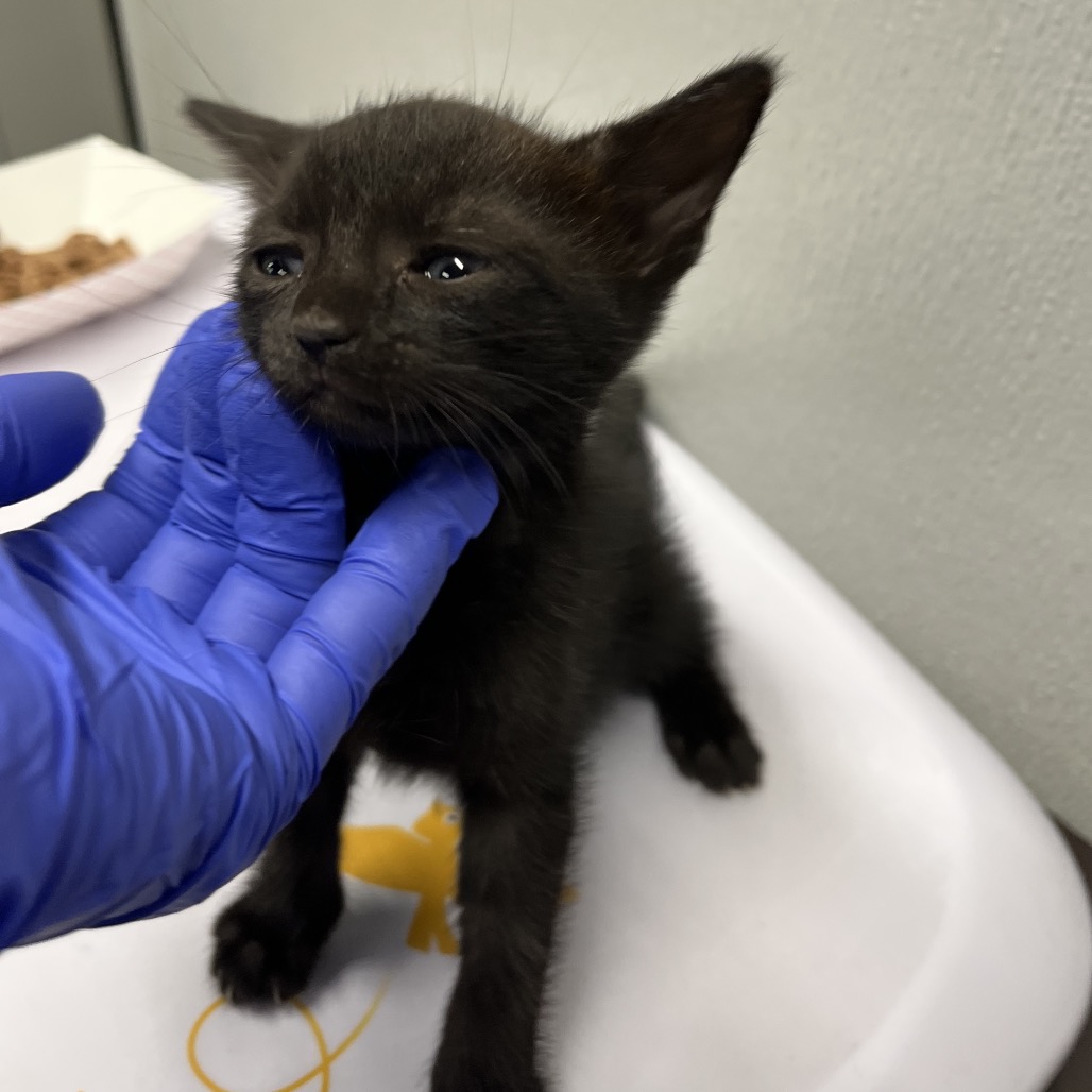 Shelter Stray Female Cat last seen , 3607 N Armenia Ave, Tampa, FL 33607, USA