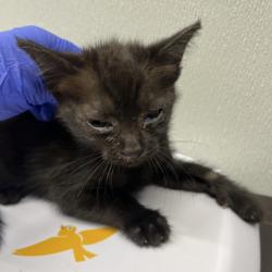 Shelter Stray Female Cat last seen , 3607 N Armenia Ave, Tampa, FL 33607, USA