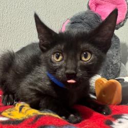 Shelter Stray Male Cat last seen , 3607 N Armenia Ave, Tampa, FL 33607, USA
