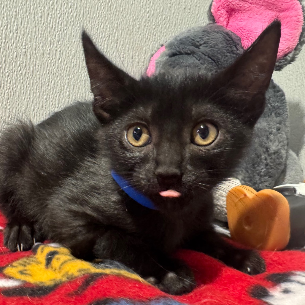Shelter Stray Male Cat last seen , 3607 N Armenia Ave, Tampa, FL 33607, USA