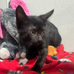 Shelter Stray Female Cat last seen , 3607 N Armenia Ave, Tampa, FL 33607, USA
