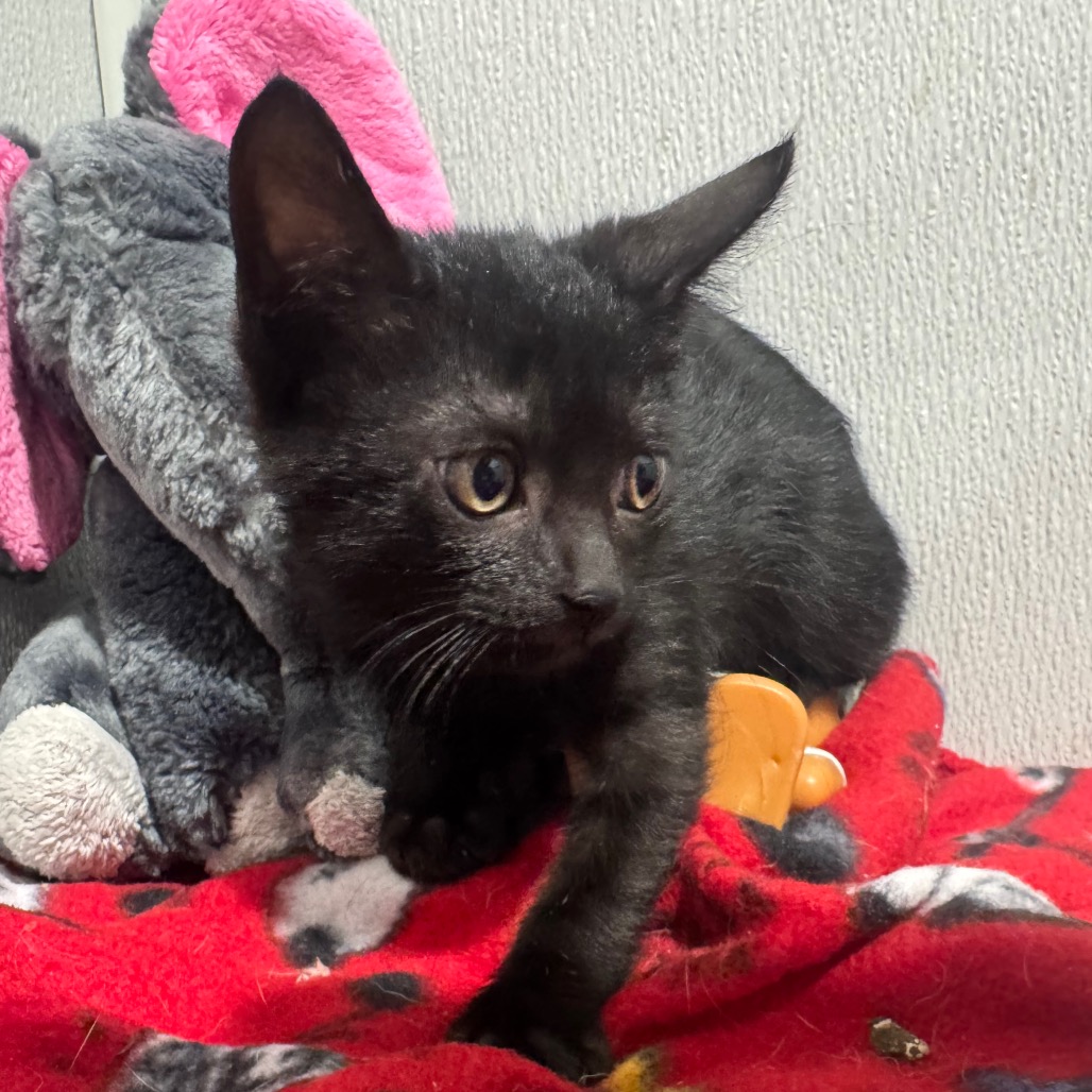 Shelter Stray Female Cat last seen , 3607 N Armenia Ave, Tampa, FL 33607, USA