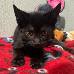 Shelter Stray Female Cat last seen , 3607 N Armenia Ave, Tampa, FL 33607, USA