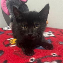 Shelter Stray Female Cat last seen , 3607 N Armenia Ave, Tampa, FL 33607, USA