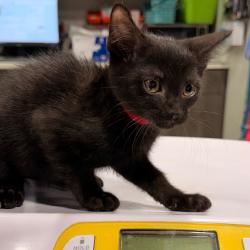Shelter Stray Male Cat last seen , 3607 N Armenia Ave, Tampa, FL 33607, USA