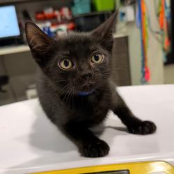 Shelter Stray Female Cat last seen , 3607 N Armenia Ave, Tampa, FL 33607, USA