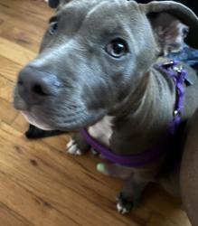 Found/Stray Unknown Dog last seen 147th Michigan Avenue, Dolton, IL 60419