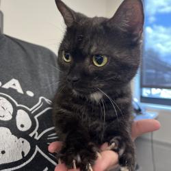 Shelter Stray Male Cat last seen , 3607 N Armenia Ave, Tampa, FL 33607, USA