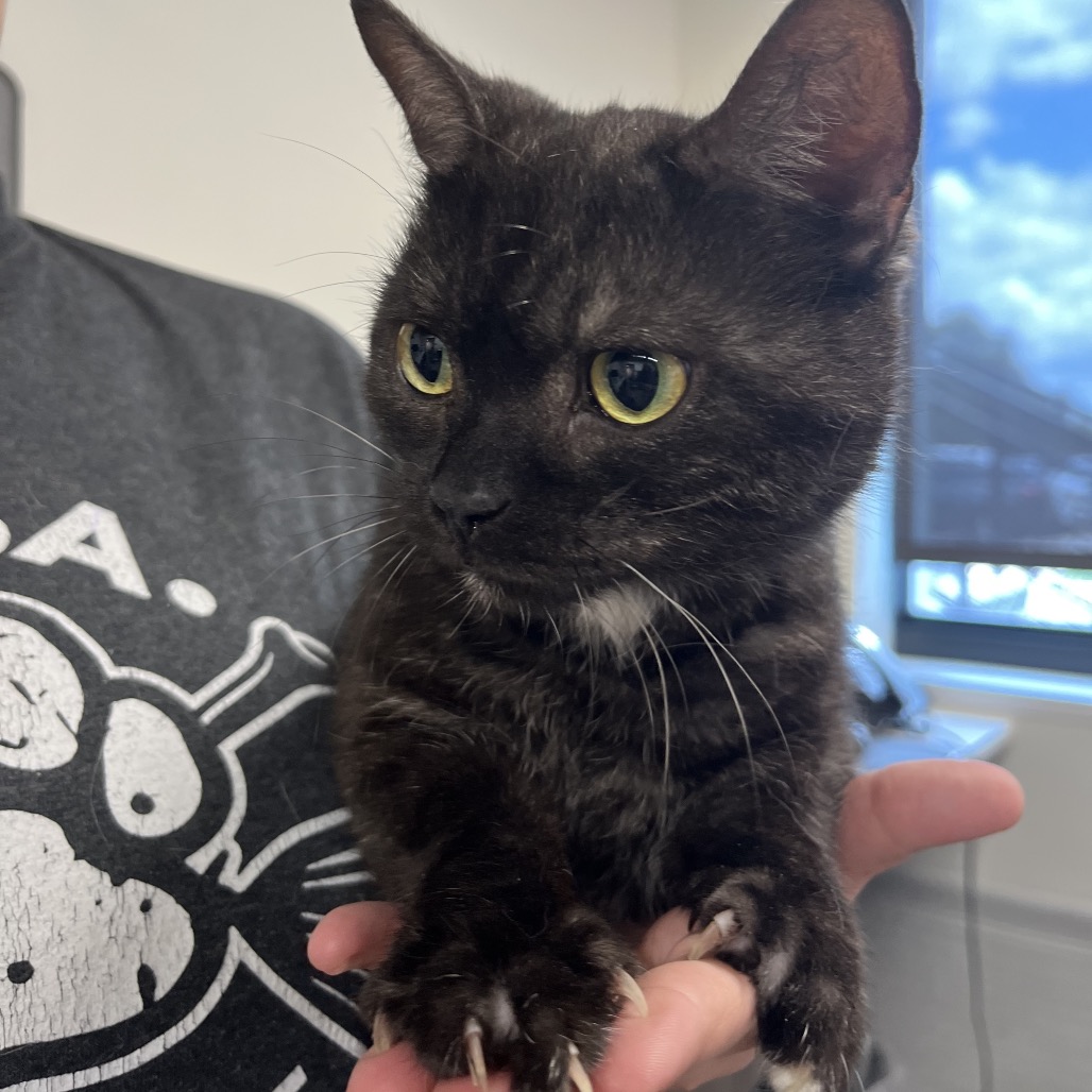 Shelter Stray Male Cat last seen , 3607 N Armenia Ave, Tampa, FL 33607, USA