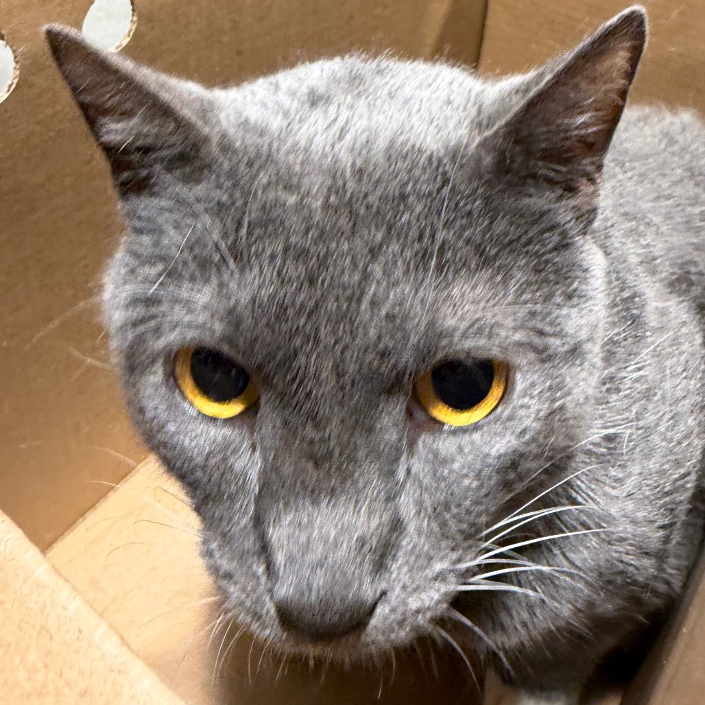 Shelter Stray Male Cat last seen , 3607 N Armenia Ave, Tampa, FL 33607, USA