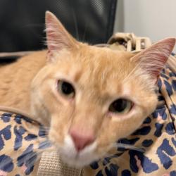 Shelter Stray Female Cat last seen , 3607 N Armenia Ave, Tampa, FL 33607, USA