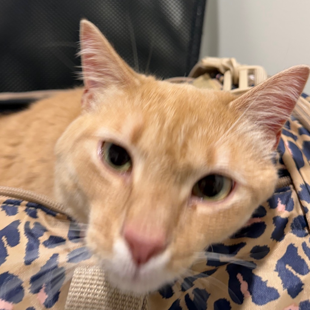 Shelter Stray Female Cat last seen , 3607 N Armenia Ave, Tampa, FL 33607, USA