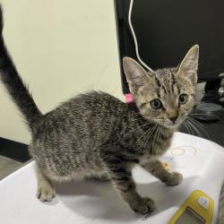 Shelter Stray Female Cat last seen , 3607 N Armenia Ave, Tampa, FL 33607, USA