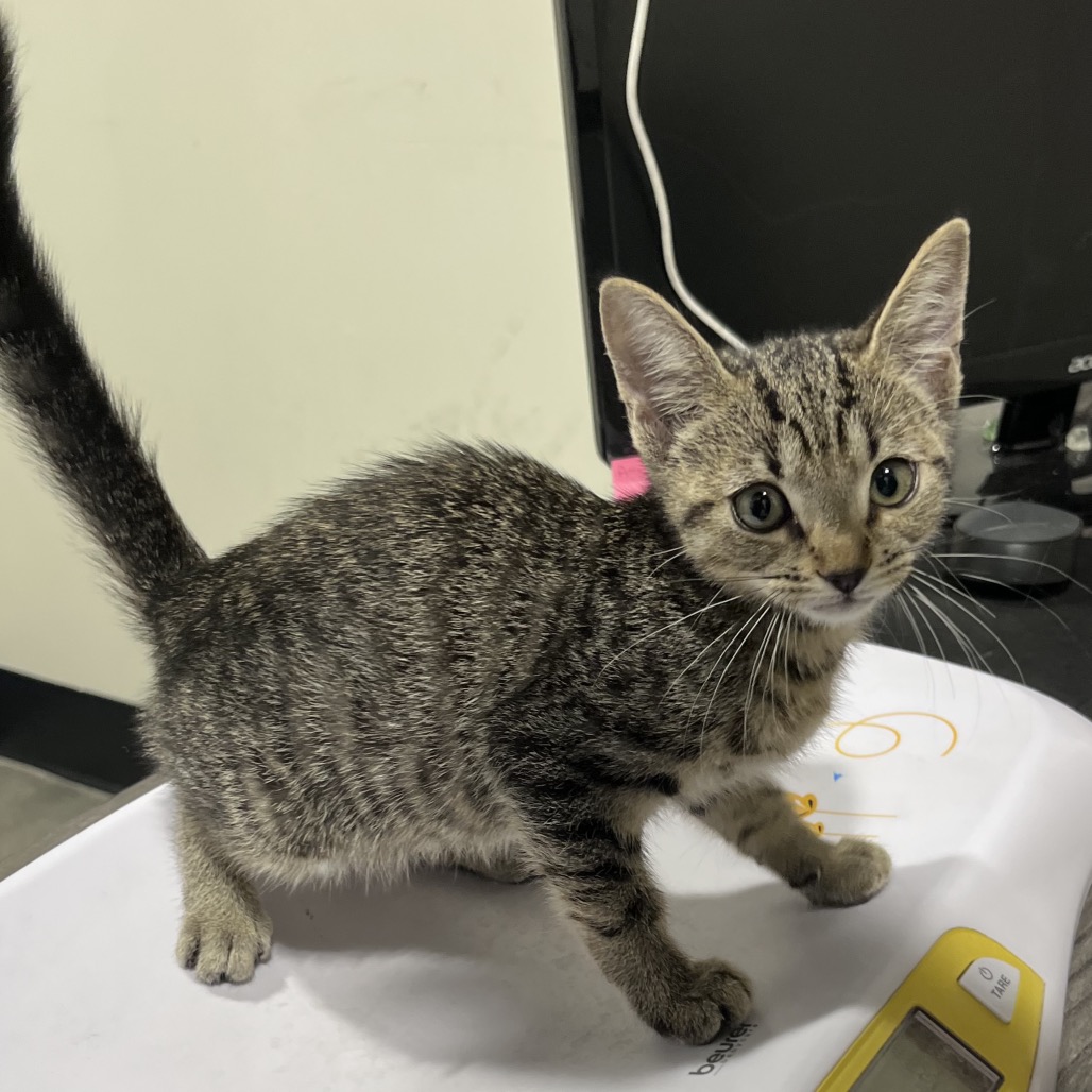 Shelter Stray Female Cat last seen , 3607 N Armenia Ave, Tampa, FL 33607, USA