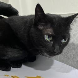 Shelter Stray Female Cat last seen , 3607 N Armenia Ave, Tampa, FL 33607, USA