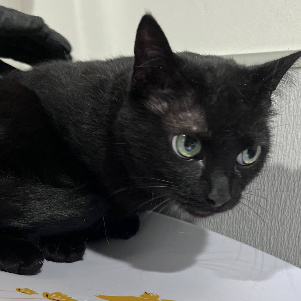 Shelter Stray Female Cat last seen , 3607 N Armenia Ave, Tampa, FL 33607, USA