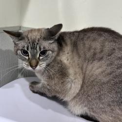Shelter Stray Male Cat last seen , 3607 N Armenia Ave, Tampa, FL 33607, USA