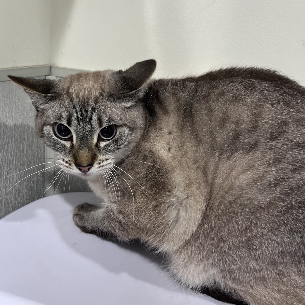 Shelter Stray Male Cat last seen , 3607 N Armenia Ave, Tampa, FL 33607, USA