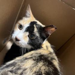 Shelter Stray Female Cat last seen , 3607 N Armenia Ave, Tampa, FL 33607, USA