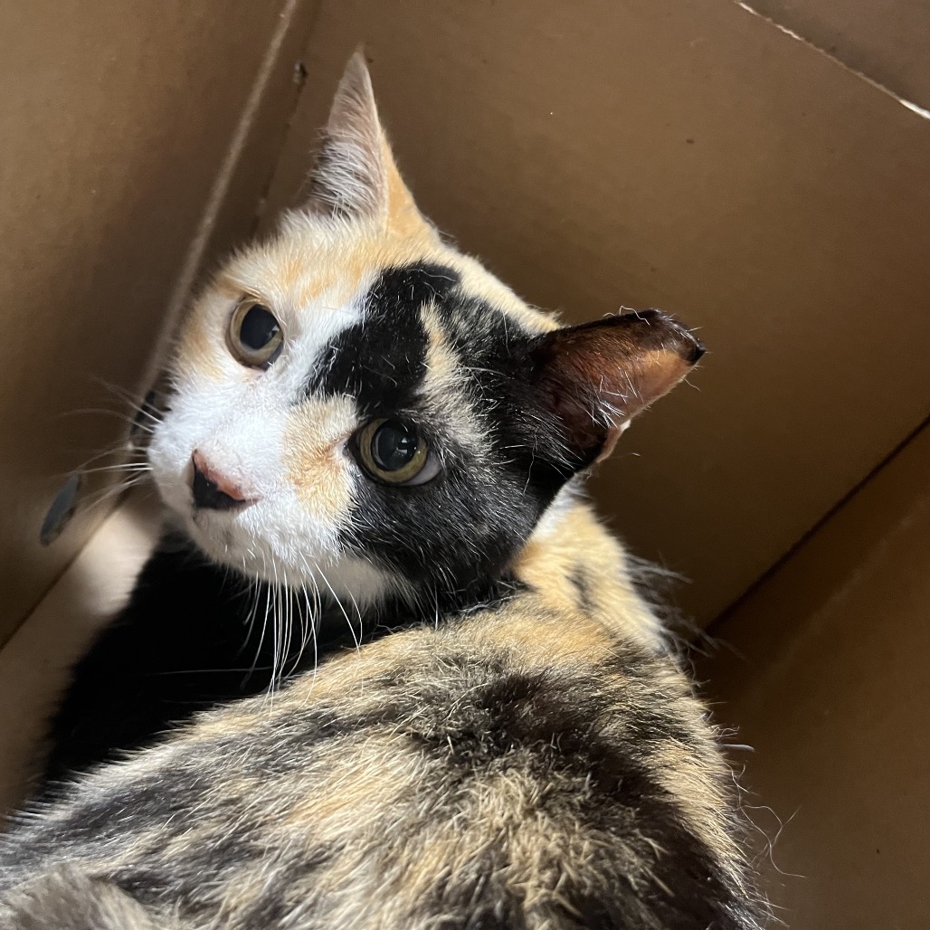 Shelter Stray Female Cat last seen , 3607 N Armenia Ave, Tampa, FL 33607, USA