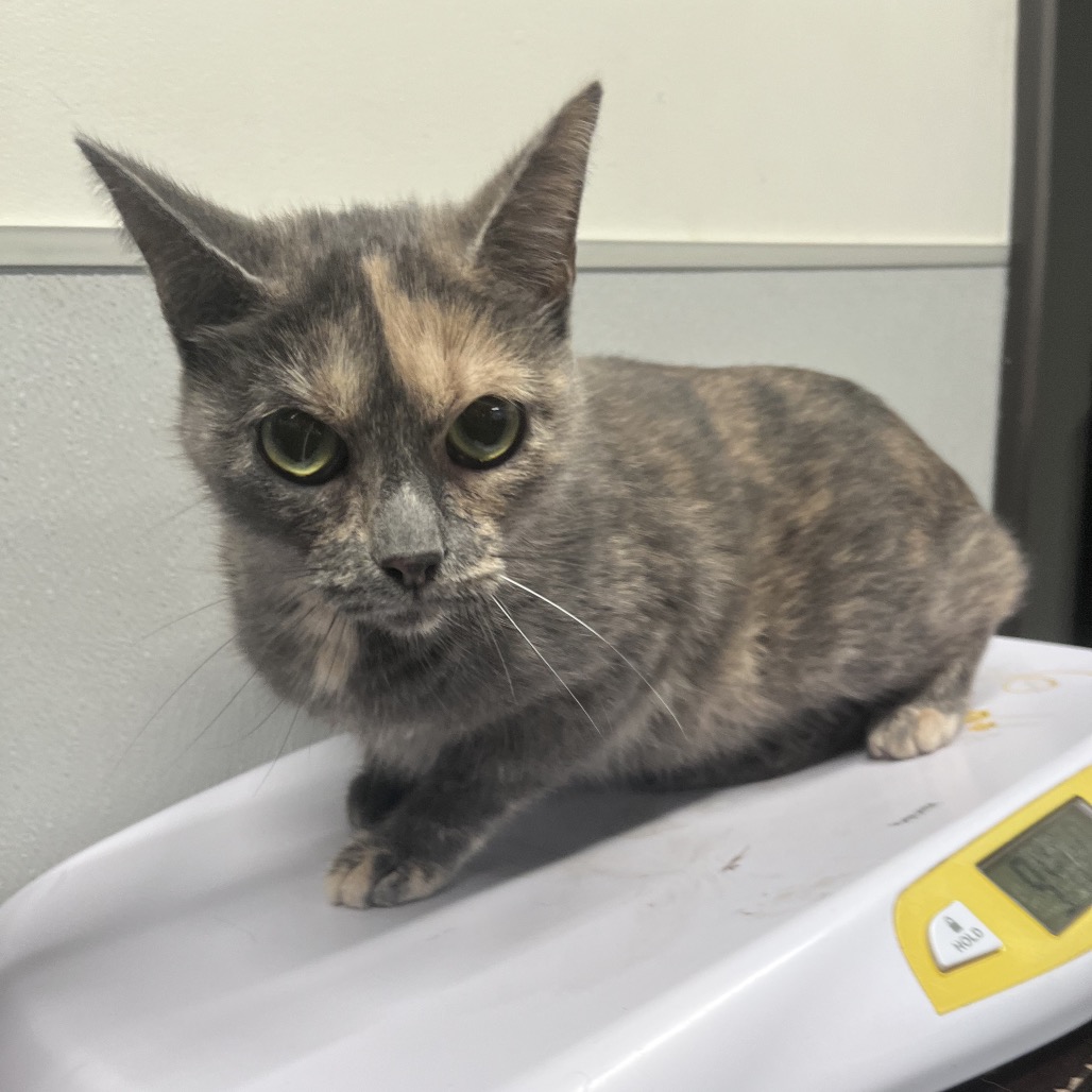 Shelter Stray Female Cat last seen , 3607 N Armenia Ave, Tampa, FL 33607, USA