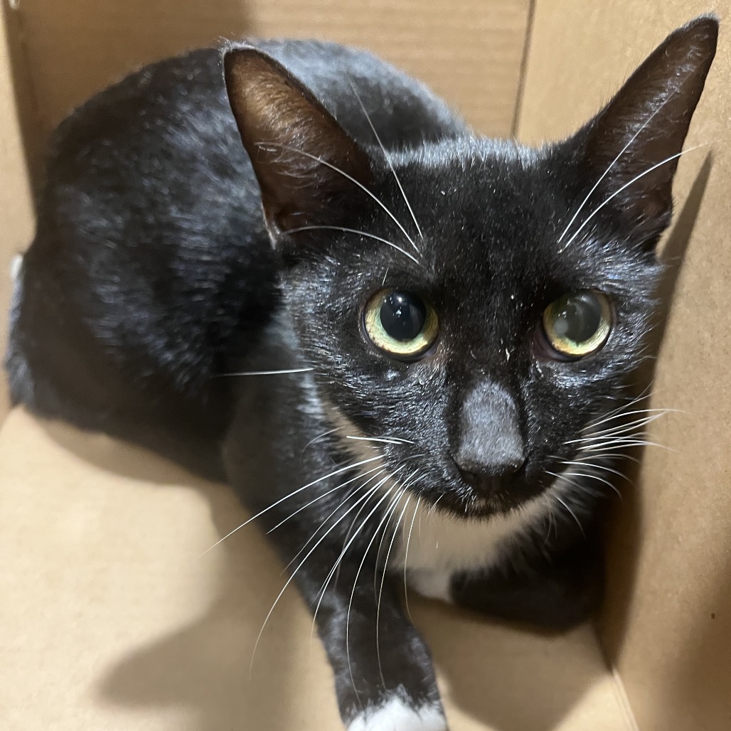 Shelter Stray Female Cat last seen , 3607 N Armenia Ave, Tampa, FL 33607, USA