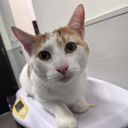 Shelter Stray Male Cat last seen , 3607 N Armenia Ave, Tampa, FL 33607, USA