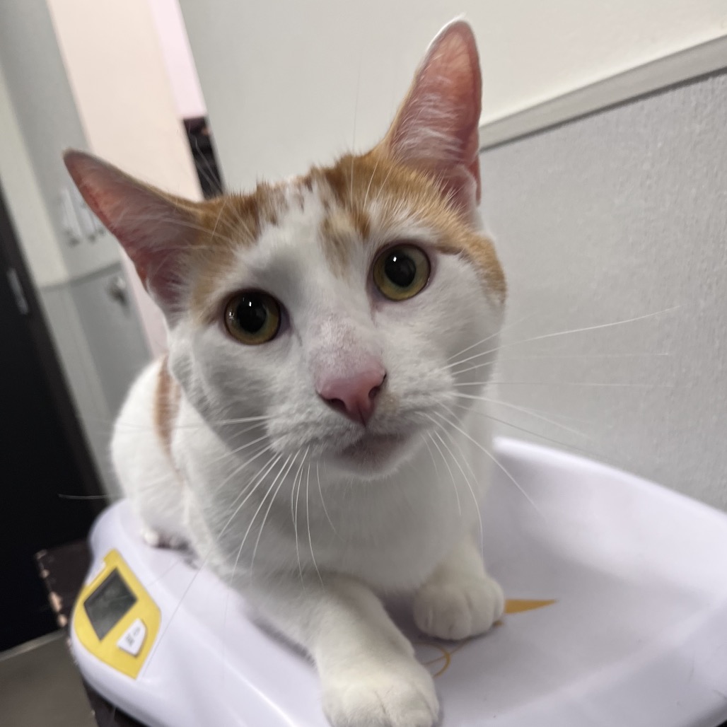 Shelter Stray Male Cat last seen , 3607 N Armenia Ave, Tampa, FL 33607, USA