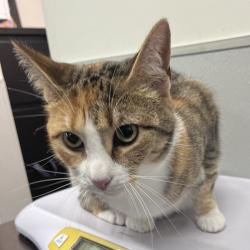 Shelter Stray Female Cat last seen , 3607 N Armenia Ave, Tampa, FL 33607, USA