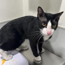 Shelter Stray Male Cat last seen , 3607 N Armenia Ave, Tampa, FL 33607, USA