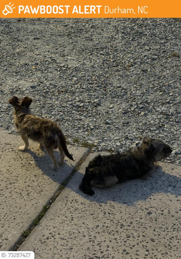 Found/Stray Unknown Dog last seen Camden Ave near Cemetery, Durham, NC 27704